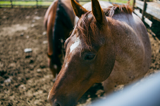 Brown Horse in Outdoor Pen with White Blaze