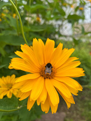 Bright yellow flower attracts bumblebee during sunny afternoon in spring garden