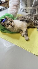Vet clinic setting where a cat receives care on a table covered with a yellow towel, with a veterinarian gently handling the animal for examination