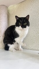 Black and white cat relaxing on a white surface in a cozy indoor space during daylight hours