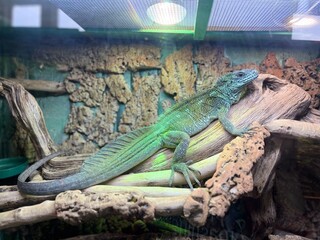 Lizard resting on a log in a terrarium habitat featuring natural decor and protective glass enclosure