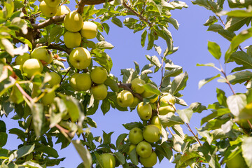 Ripe organic yellow golden apples on a tree branch in a farm orchard