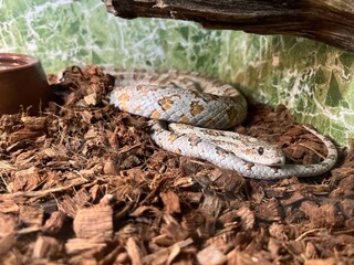 Unique snake resting on natural substrate in terrarium with decorative green background during indoor observation