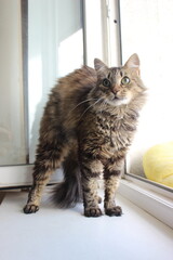 Fluffy tabby cat stretching and curiously looking out the window in a bright indoor setting during the day