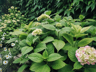 Green leaves and white flowers of a hydrangea bush with rain drops. Natural background.