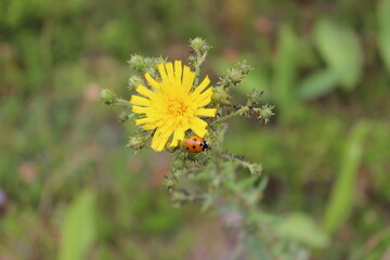 Bright yellow flower attracts a ladybug in a natural setting during sunny weather in a meadow