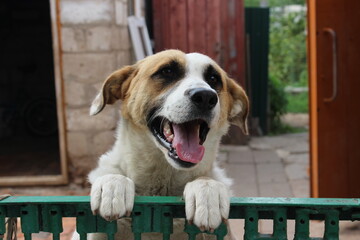 Happy dog leaning over green fence in a yard during the day, enjoying a sunny afternoon moment with a joyful expression