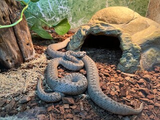 Snake resting inside a natural habitat with rocks and plants in a terrarium at a local nature center during the afternoon