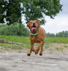 Playful Red Fox Labrador dripping wet from swimming