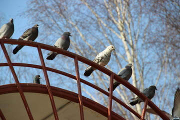 Pigeons perched on a red railing against a bright blue sky in a park during midday