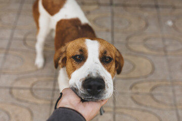Retrato de un perro