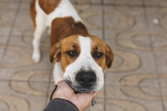 Retrato de un perro