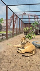 Lion resting in a sandy enclosure at the zoo with a backdrop of a large amusement park structure during a cloudy day