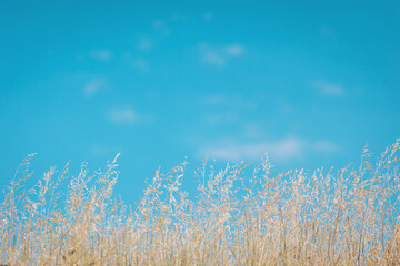 Golden grasses sway gently under a vibrant blue sky on a sunny afternoon