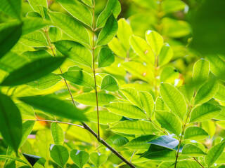 夏の日差しに輝く木の葉20