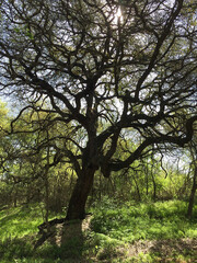 Under the sprawling canopy of an ancient tree, sunlight filters through a maze of twisting...