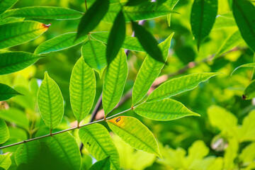 夏の日差しに輝く木の葉15