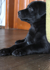 Black puppy relaxing on wooden floor near green couch in cozy home setting during daytime hours