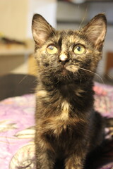 Adorable tortoiseshell kitten with striking green eyes exploring a cozy indoor space