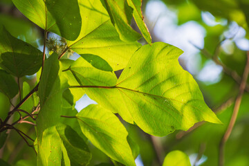 夏の日差しに輝く木の葉19
