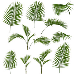 palm tree isolated on white