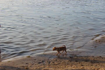 Dog walking along the shore at a calm lake during sunset with rippling water in the background creating a peaceful atmosphere