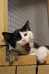 Cat yawns while resting in wooden enclosure at a shelter during the afternoon
