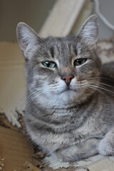 Domestic cat lounges comfortably indoors during a quiet afternoon, showcasing its playful yet relaxed demeanor
