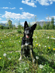 Happy black and white dog enjoying a sunny day in a flower-filled park with city buildings in the background