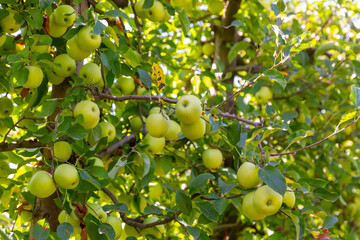Fresh ripe apples hanging on tree branches in summer fruit garden. Organic fruit growing concept..