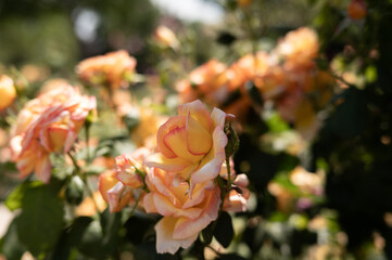 Floral Close-Up Blooming Garden Roses

