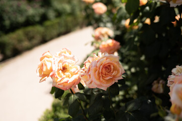 Floral Close-Up Blooming Garden Roses


