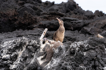 Flightless cormorant in the Galapagos