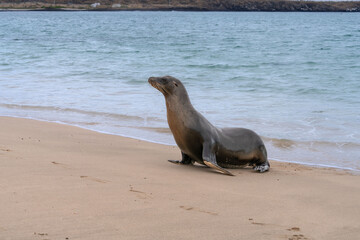 Sea Lion coming ashore in the Galapagos