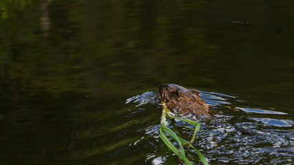 European otter (Lutra lutra) swimming with plant shoot in water