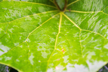 雨に濡れた緑のフキの葉の葉脈アップ06