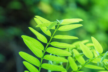 夏の森　光に輝く木の葉01