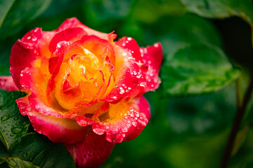 Yellow red rose after the rain with water droplets