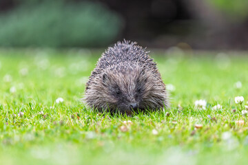 Wild Hedgehog Portrait Facing Camera on Green Lawn