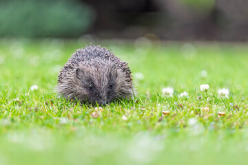 Wild Hedgehog Portrait Facing Camera on Green Lawn