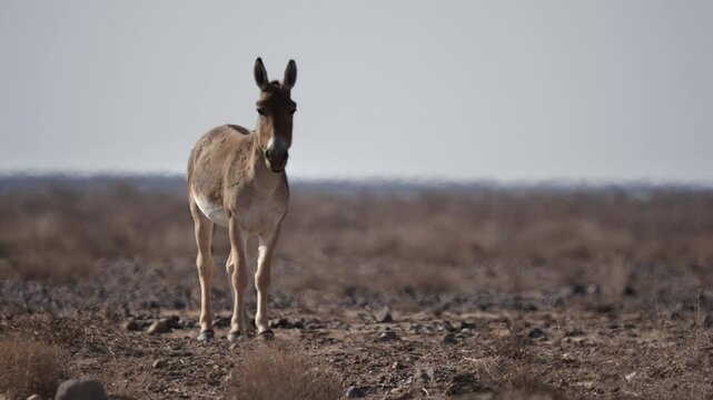 A group of Persian onagers grazing calmly in the dry desert plains of Iran. This rare wildlife footage captures the beauty and resilience of these endangered wild asses, highlighting Iran&rsquo;s nature