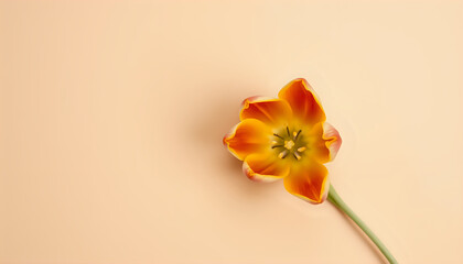 Naklejka premium Single tulip flower viewed from above on a beige background with soft lighting.