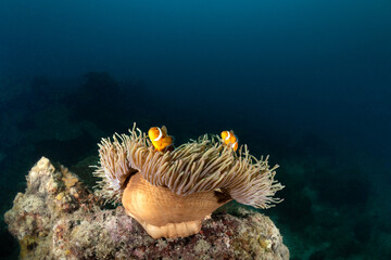 Clownfish in anemone in Perhentian Islands, Malaysia 