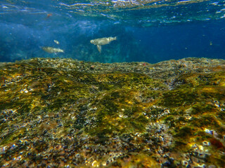 Dark blue ocean surface seen from underwater. Abstract waves underwater and rays of sunlight...