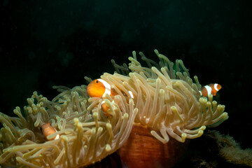 Clownfish in anemone 