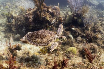 Sea turtle in the US Virgin Islands 