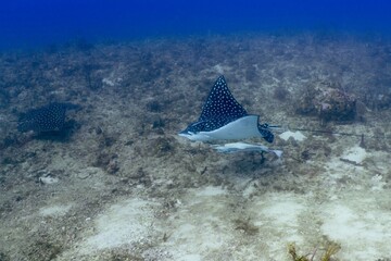 Eagle rays in the US Virgin Islands 