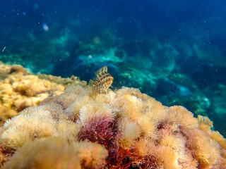Ocean blue underwater with sunrays, Underwater Sea Deep Water Abstract Sunshine, sea wave , clean waters in summer time, Natural underwater seascape, sand on ocean floor and water surface with sunligh