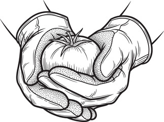 Hands in Gloves Holding Ripe Tomato Black Ink Drawing
