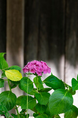 鎌倉25621　光則寺1　紫陽花